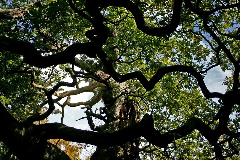 The tree is believed to have died after it didn’t sprout leaves this spring.