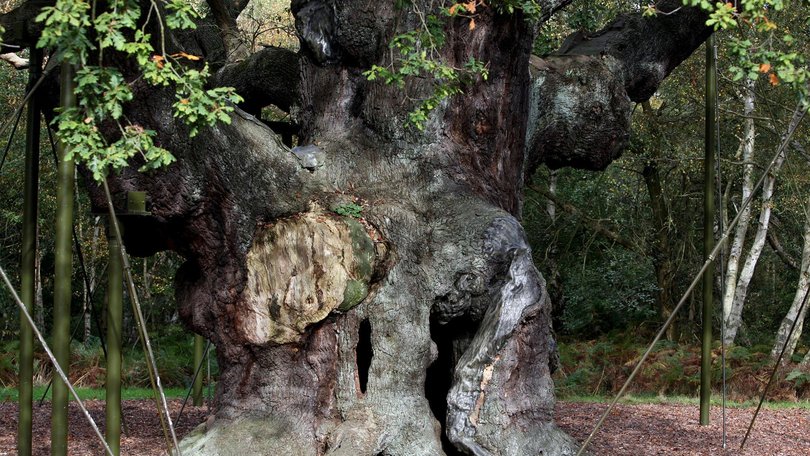 The 1200-year-old Major Oak tree Robin Hood allegedly used as a hide out.