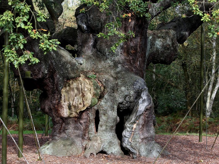 The 1200-year-old Major Oak tree Robin Hood allegedly used as a hide out.