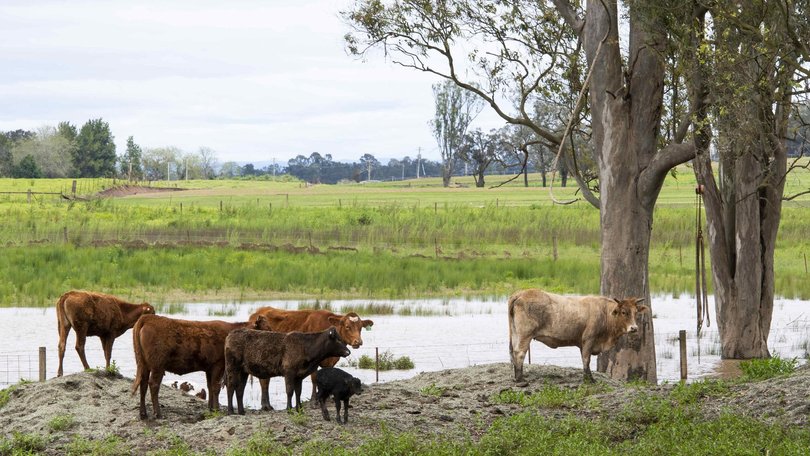 Australian beef will face a 55 per cent tariff until December 31 2026. Picture: NewsWire / Monique Harmer