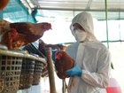 Bird flu is a highly infectious virus that can also affect other animals, or occasionally humans, as well as birds.
