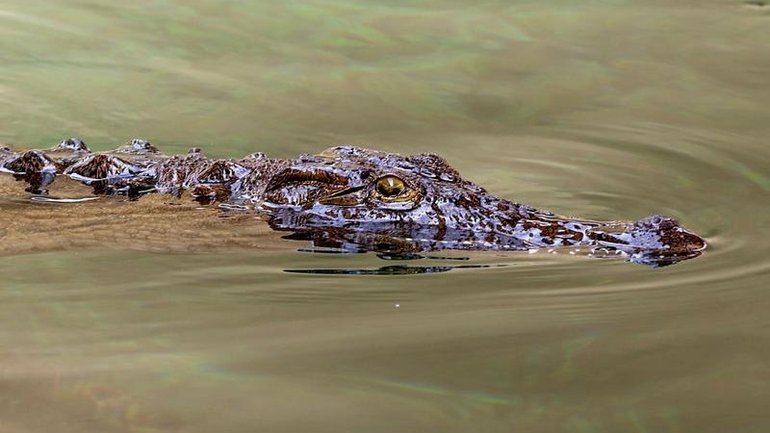 A 30-year-old man has been arrested after a boy was injured in a zoo's crocodile enclosure.