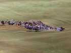 A 30-year-old man has been arrested after a boy was injured in a zoo's crocodile enclosure.