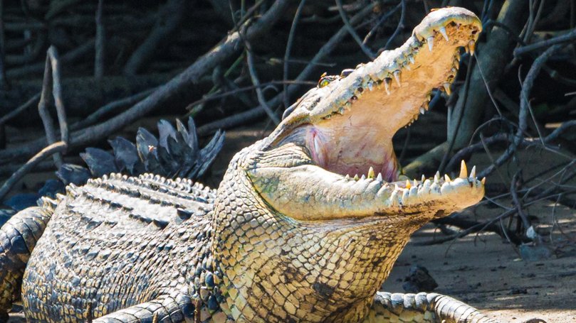 Police are reviewing CCTV footage as part of their investigation into a shocking incident in which a toddler was allegedly thrown into a crocodile enclosure at a UK zoo, leaving him critically injured.