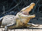 Police are reviewing CCTV footage as part of their investigation into a shocking incident in which a toddler was allegedly thrown into a crocodile enclosure at a UK zoo, leaving him critically injured. 