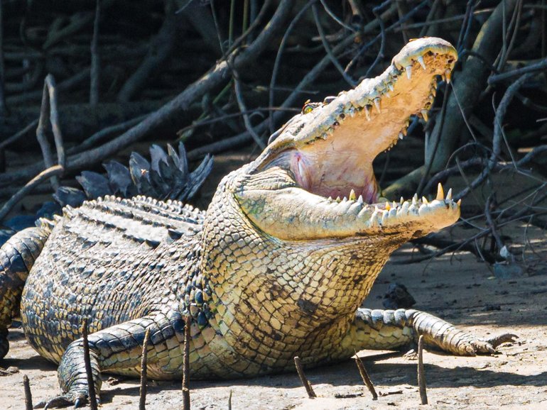 Police are reviewing CCTV footage as part of their investigation into a shocking incident in which a toddler was allegedly thrown into a crocodile enclosure at a UK zoo, leaving him critically injured. 