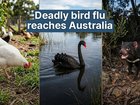 In today’s episode, Ben O’Shea reveals why a second H5N1 bird flu case in WA has an expert fearing a wildlife ‘apocalypse’. 