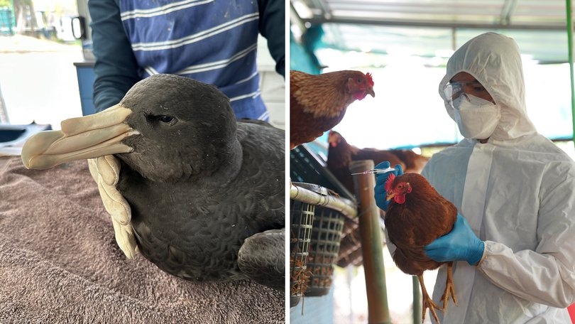A second bird has been confirmed as having the deadly H5N1 virus that has sparked fears that WA’s wildlife and poultry industry could be decimated.