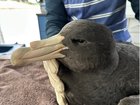 A second bird has been confirmed as having the deadly H5N1 virus that has sparked fears that WA’s wildlife and poultry industry could be decimated.