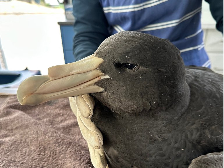 A second bird has been confirmed as having the deadly H5N1 virus that has sparked fears that WA’s wildlife and poultry industry could be decimated.
