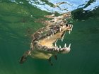 A boy was allegedly thrown into a zoo enclosure and attacked by a crocodile. 