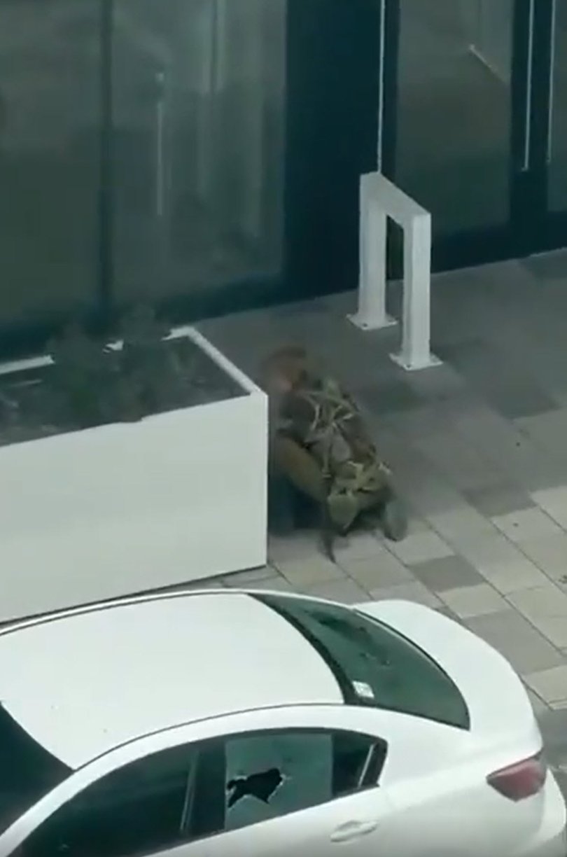 Footage from X of deadly shooting in Montreal.