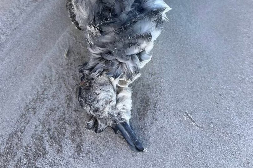 BirdLife Australia says one of the birds found in SA is a sub-species of petrel, possibly a soft-plumaged petrel. 