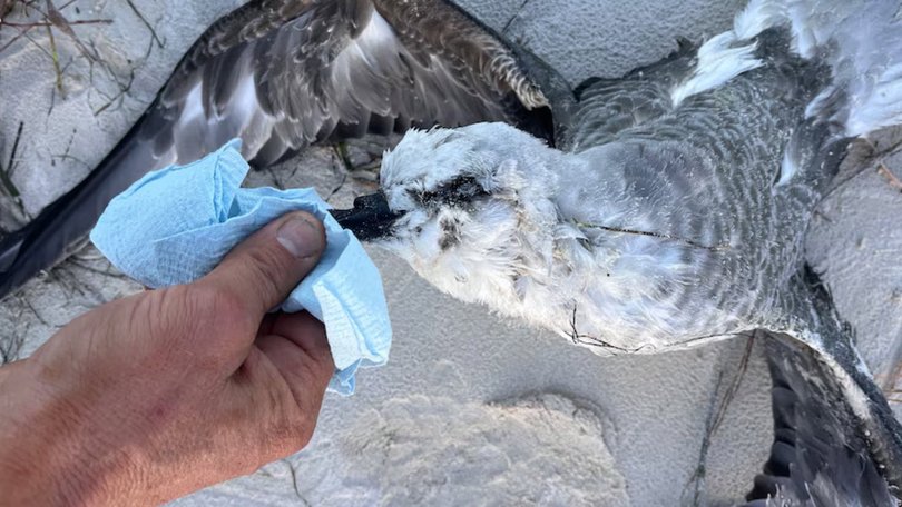One of the birds found on Fowlers Bay Beach had been identified by BirdLife Australia as a white-headed petrel. 