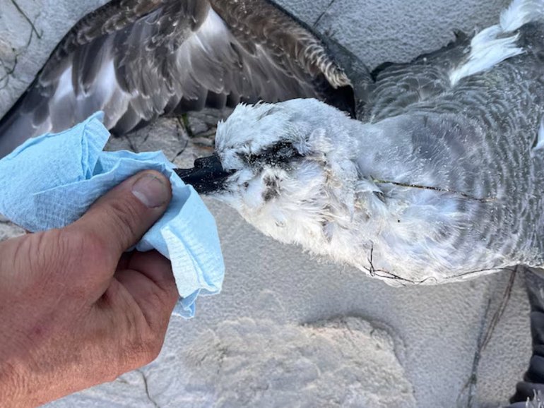One of the birds found on Fowlers Bay Beach had been identified by BirdLife Australia as a white-headed petrel. 