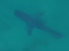 The shark alarm sounded at Bondi Beach on Wednesday morning
