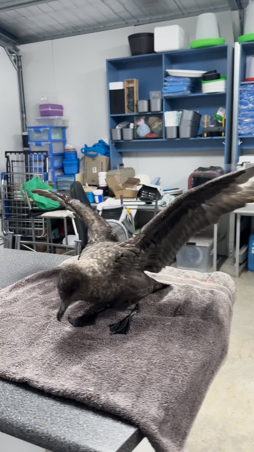 Subantarctic bird brought into care Sun 14 June 2026.