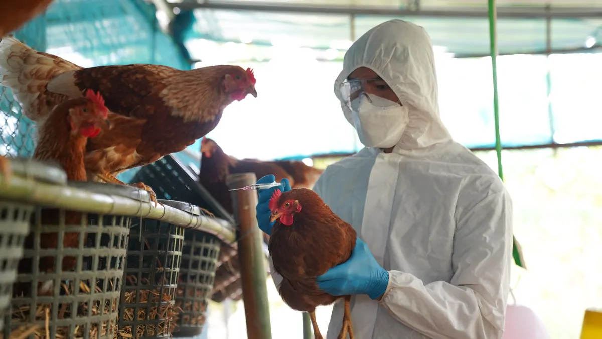 Papua New Guinea bans Australian chicken, eggs imports amid confirmed bird flu cases in WA
