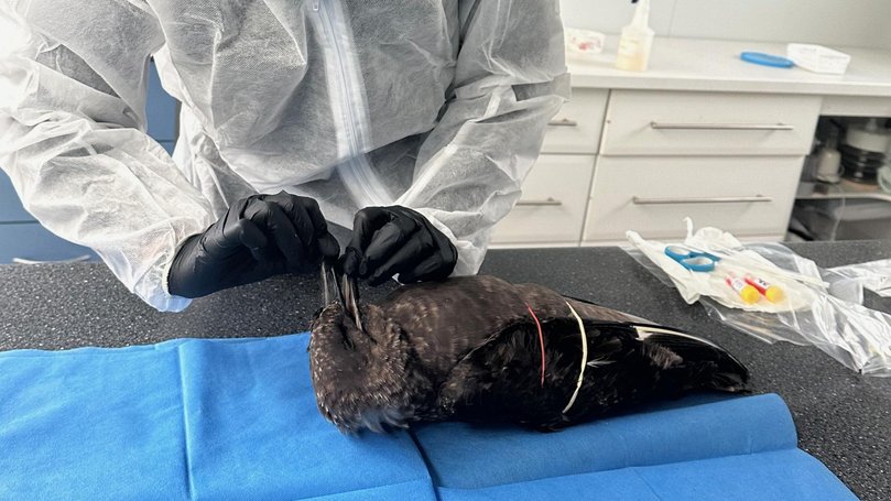 H5 avian virus. Picture: Esperance Wildlife Hospital and Sanctuary/Lori-Ann Shibish