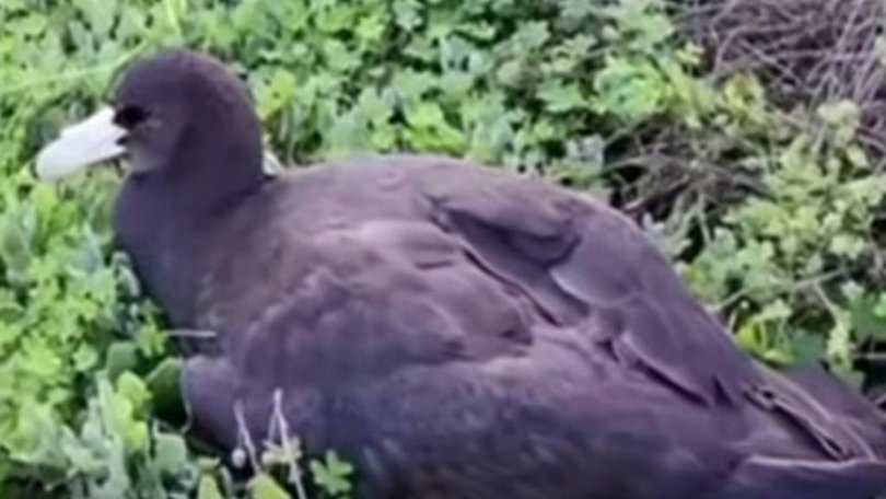 South Australia has confirmed a case of H5 bird flu. 