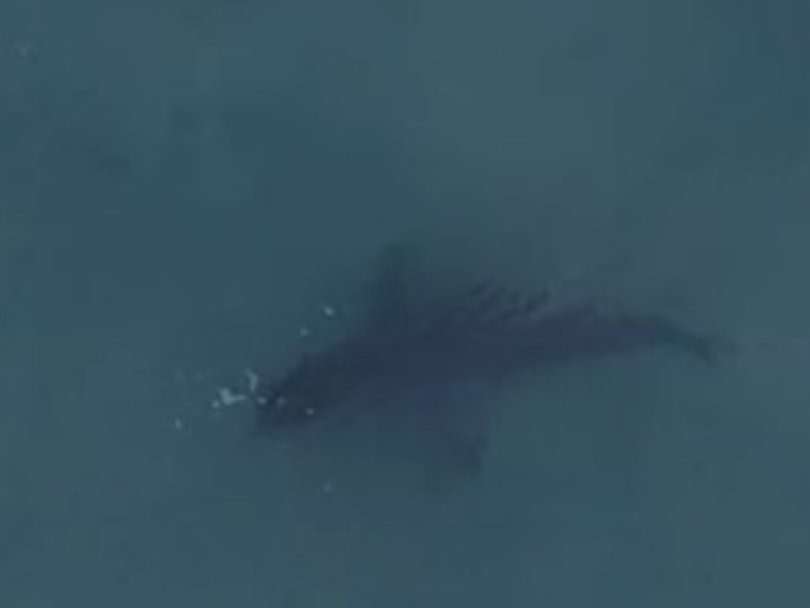 A great white shark was spotted swimming at Bondi Beach on Thursday.  
