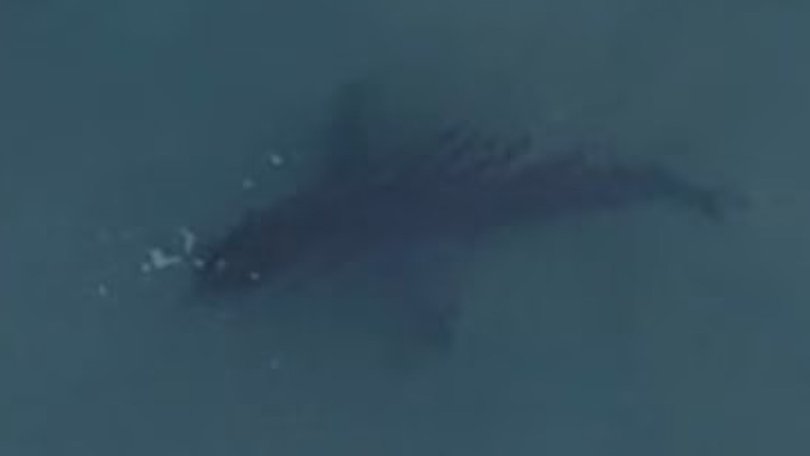 A great white shark was spotted swimming at Bondi Beach. 