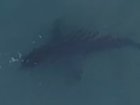 A great white shark was spotted swimming at Bondi Beach. 