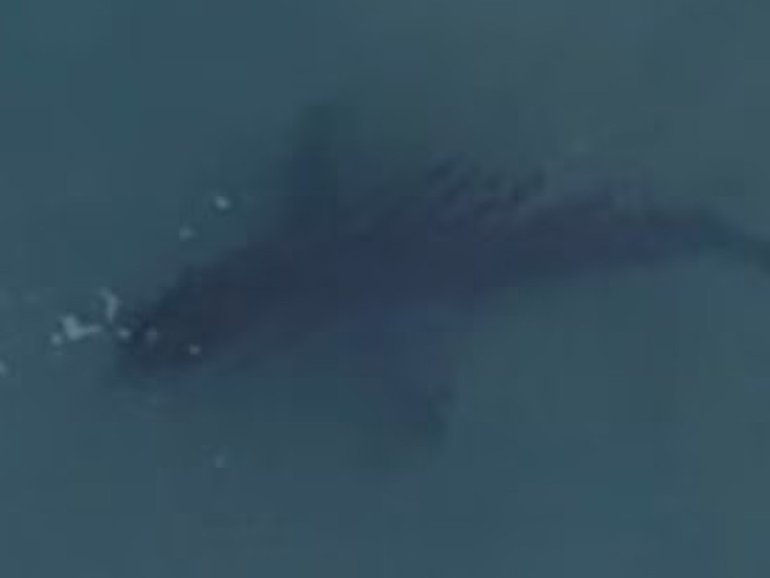 A great white shark was spotted swimming at Bondi Beach. 