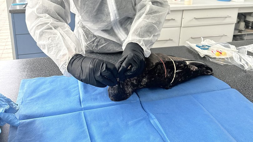 DPIRD veterinarian taking samples to test for the virus. 
