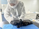 DPIRD veterinarian taking samples to test for the virus. 