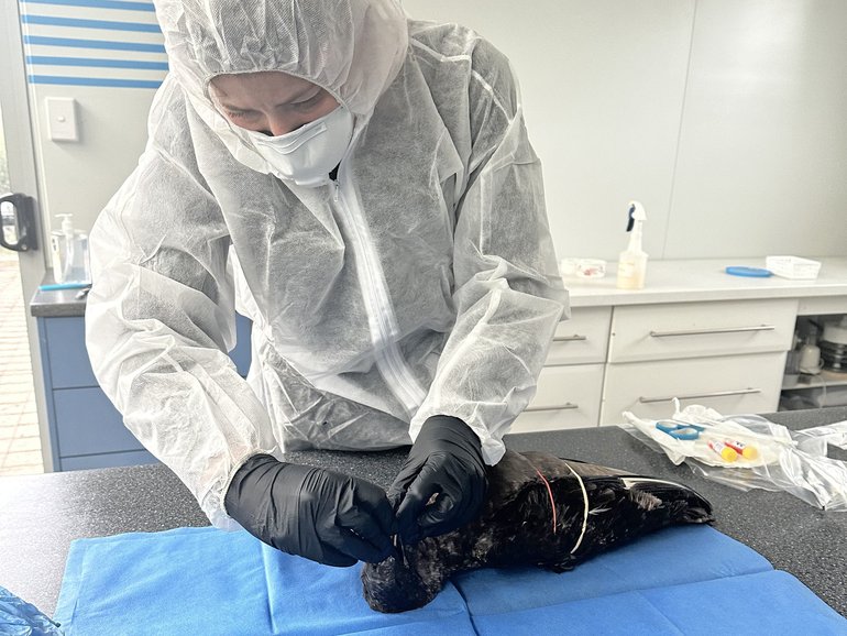 DPIRD veterinarian taking samples to test for the virus. 