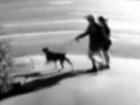 A married couple has been left with wounds, lacerations and a puncture following a vicious dog attack on Thursday evening.