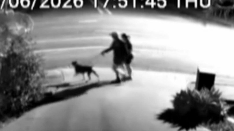 couple has been rushed to hospital after a dog attack on the Gold Coast., The two were out on a walk with their own dog in Arundel about 6pm on Thursday when a mastiff started to chase them. Picture: 9News