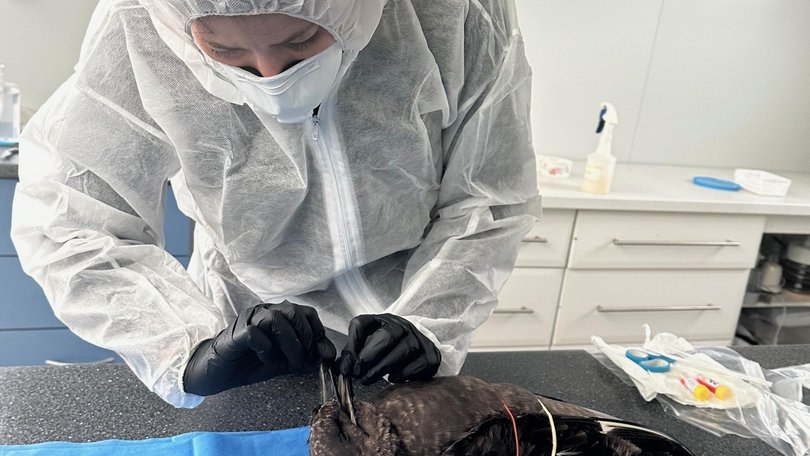 There are fears for an industry worth $8b after a highly contagious strain of deadly bird flu was detected on Australia’s mainland.
