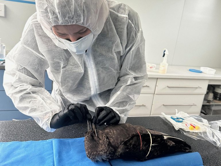 There are fears for an industry worth $8b after a highly contagious strain of deadly bird flu was detected on Australia’s mainland.