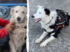 The border collie has saved at least 13 people from rubble following deadly earthquakes in Venezuela.
