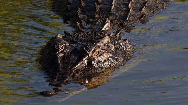 A boy was allegedly thrown into a zoo enclosure and attacked by a crocodile. 