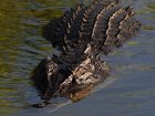 A boy was allegedly thrown into a zoo enclosure and attacked by a crocodile. 