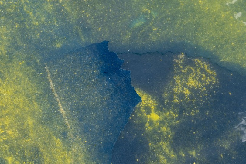 A section of blue paint appears separated from the bottom of the Lincoln Memorial Reflecting Pool as it floats in the murky water amid an algal bloom.
