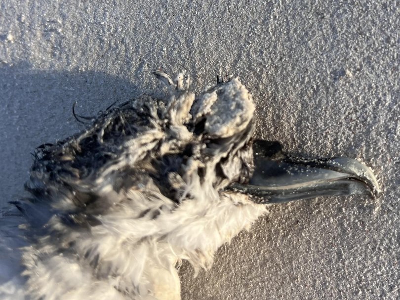 The cases were detected in migratory seabirds. Picture: Rod Keogh