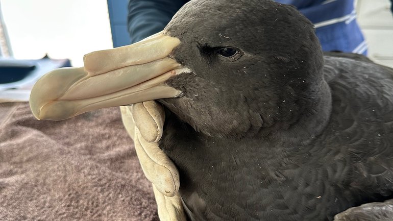 There could now be six cases of bird flu in Australia.