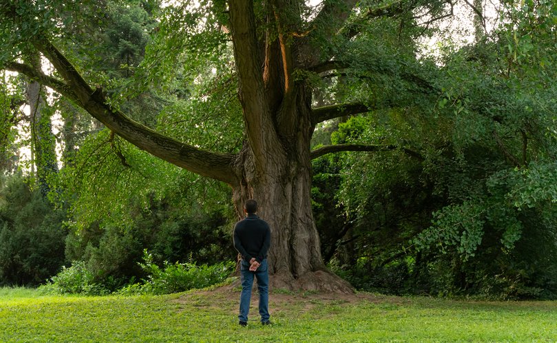 Silent Friend tries to find communion between the gingko tree and its characters.