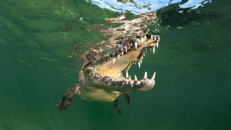 The incident involving a crocodile happened on June 18.