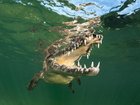 The incident involving a crocodile happened on June 18.