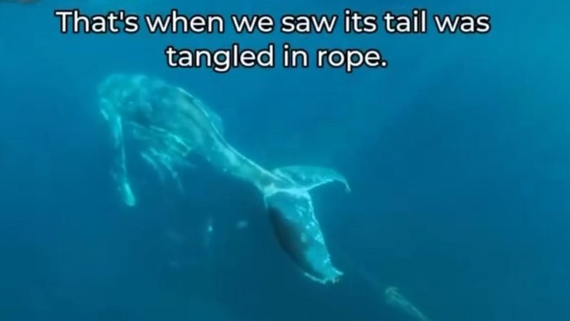 The whale looked malnourished, was placid and moving slowly when they spotted it in distress. 