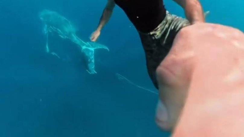 Even though the whale appeared to be moving slowly, the pair said it was tricky to keep up with. Instagram