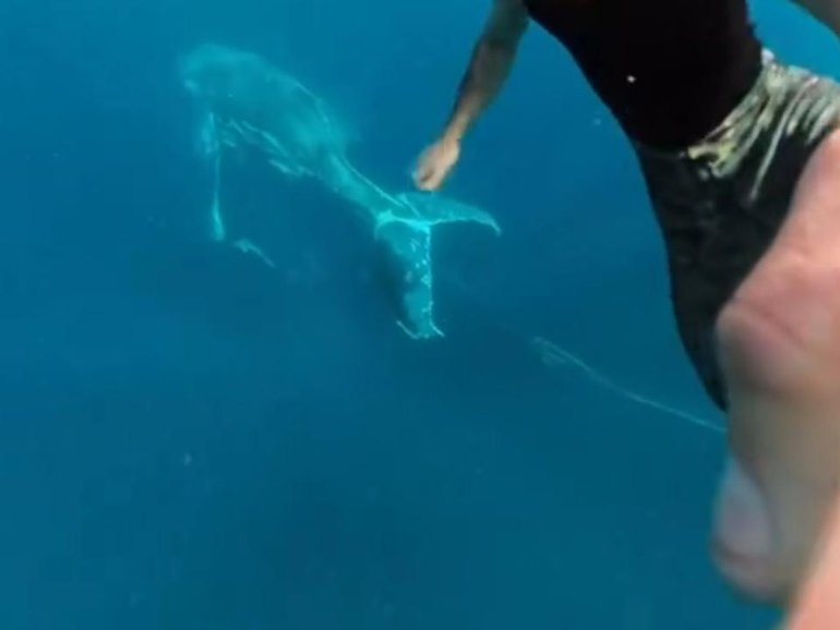 Even though the whale appeared to be moving slowly, the pair said it was tricky to keep up with. Instagram