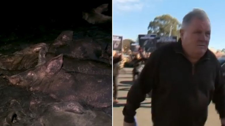 RSPCA confronts horrific Dublin piggery allegations as owners face court.