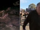 RSPCA confronts horrific Dublin piggery allegations as owners face court.