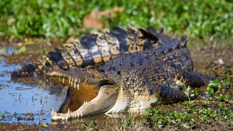 The family of 3yo allegedly thrown into a croc pen have issued a health update on the boy.
